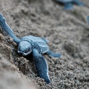 Experiencia de Liberación de Tortugas en Santa Marta